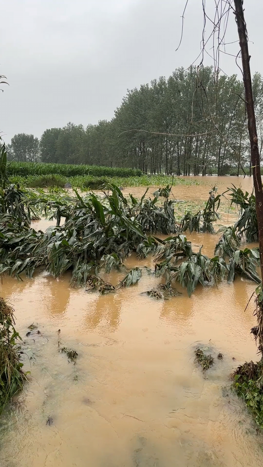 雨量大的吓人,这次河南暴雨多地被淹