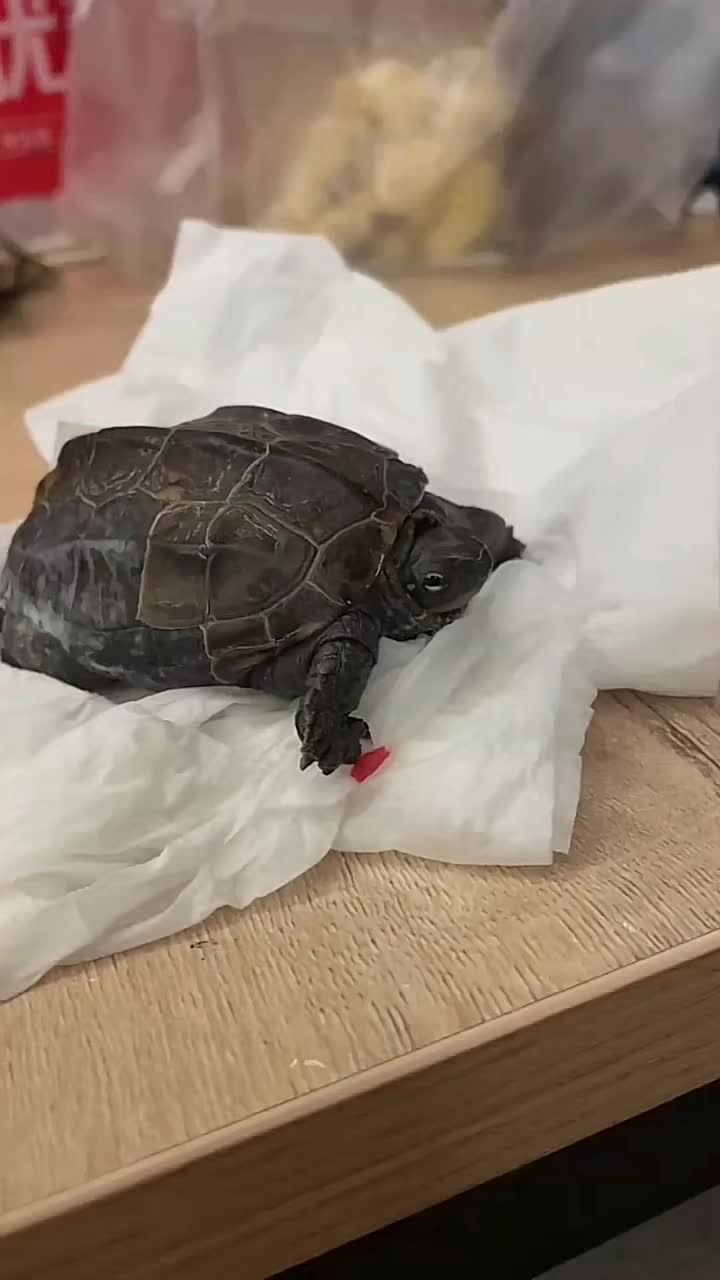 乌龟腐皮烂甲腐甲掉壳断指甲出血甲片掉了