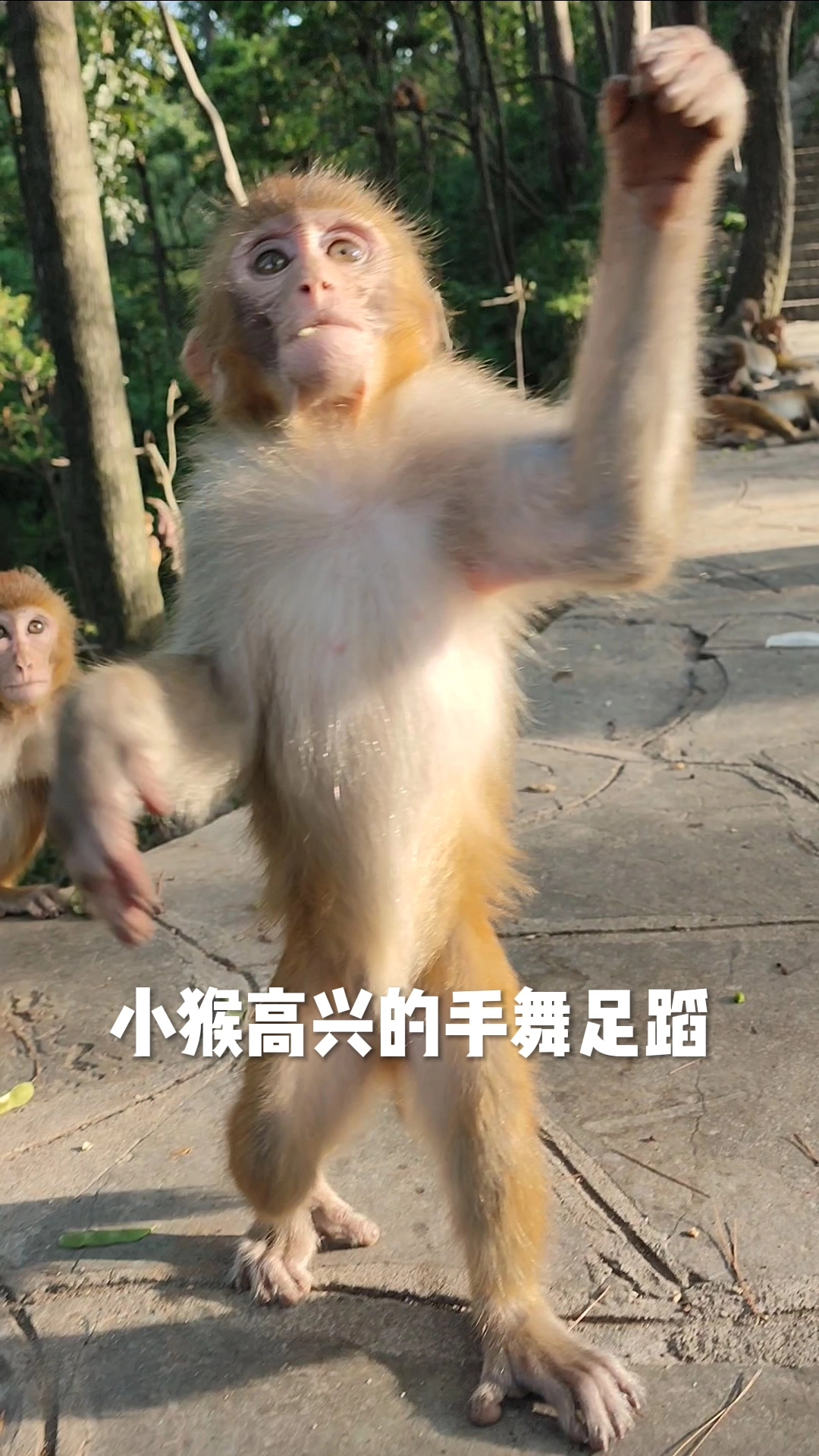 小猴高兴得手舞足蹈