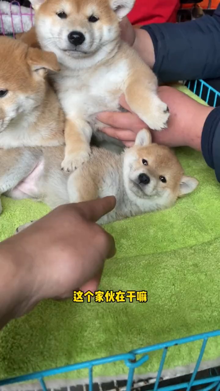 柴犬手指表情包图片