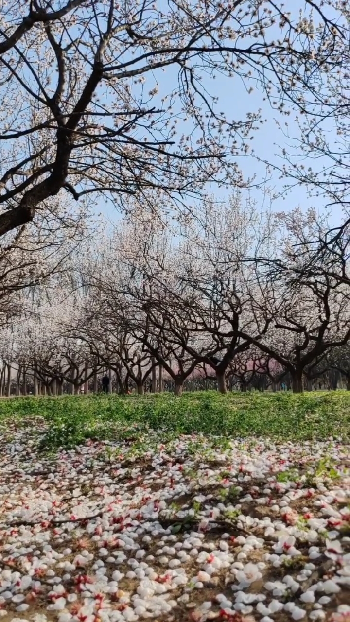 杏花微雨～来这片杏林遇见最美的杏花
