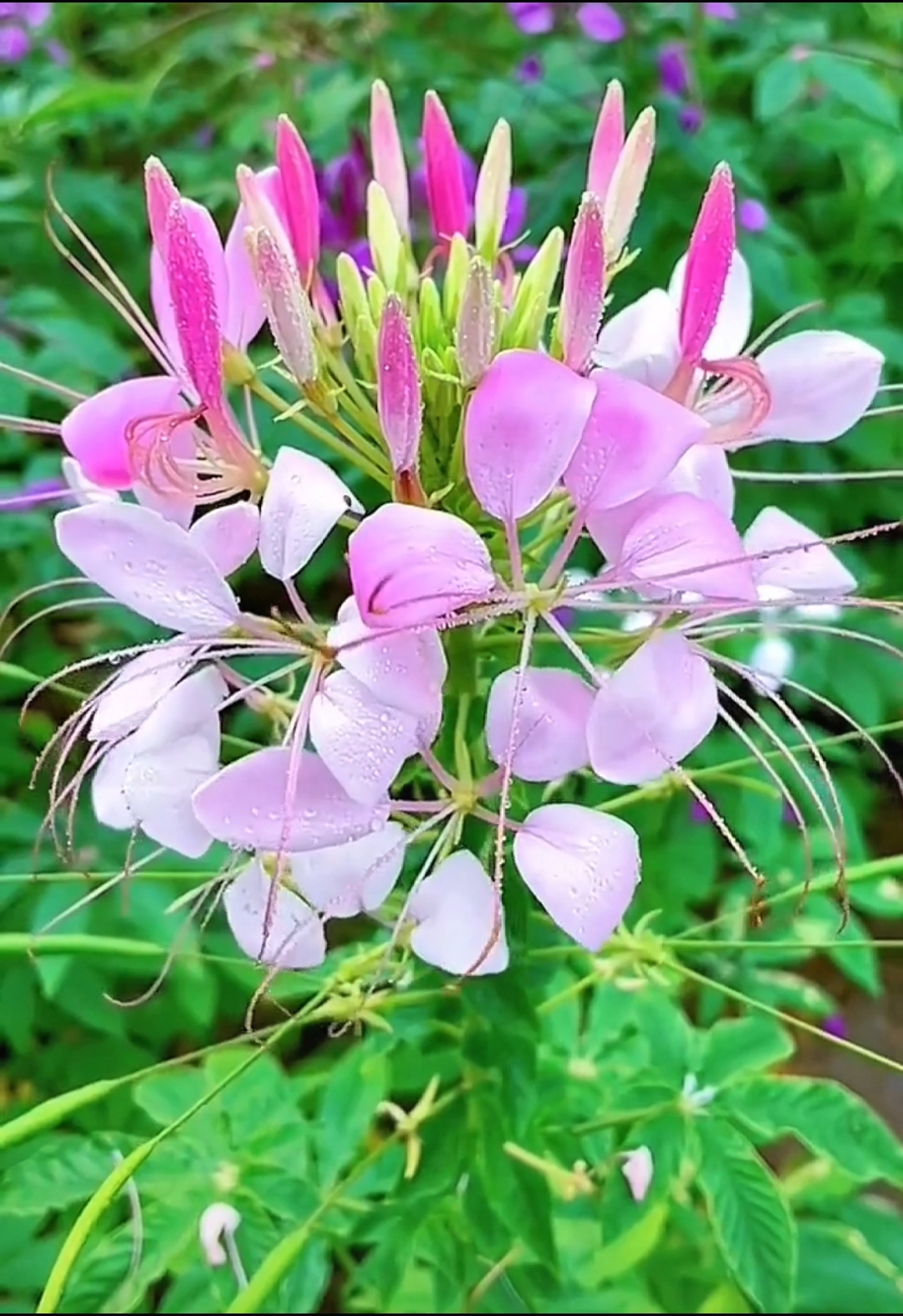 醉蝶花花语是"神秘"寓意着"得不到的爱情"