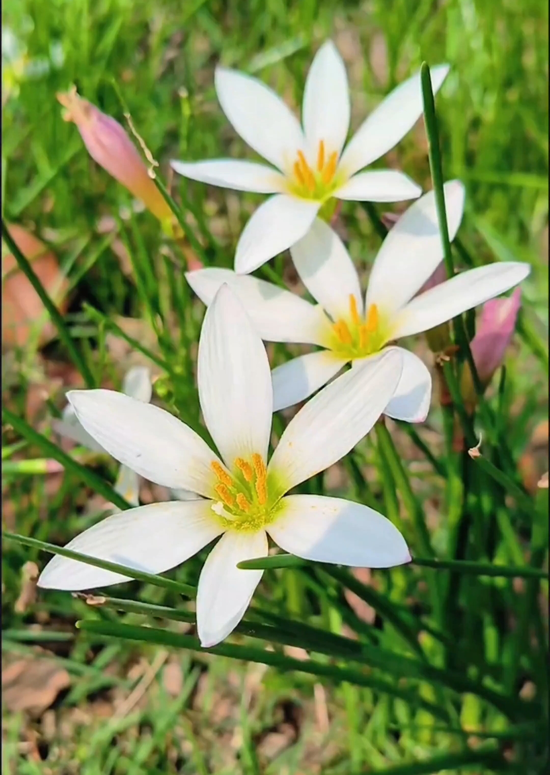 好看的葱兰花#风雨兰开花了