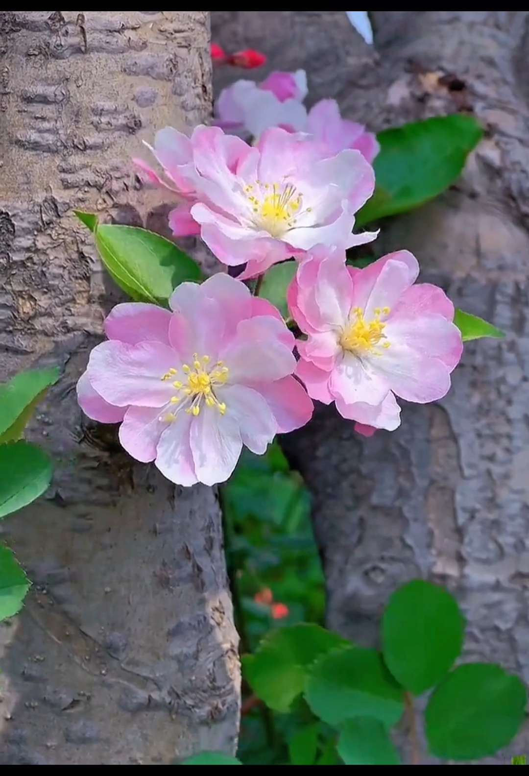 海棠花寓意 象征图片