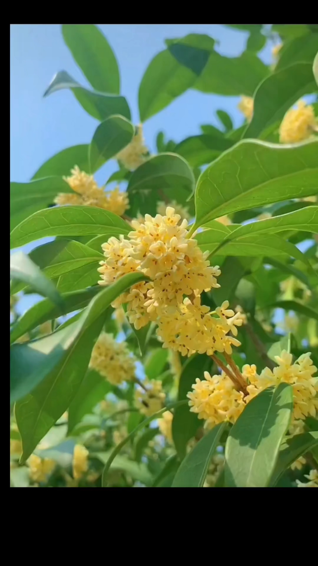 黄花金桂的别名图片