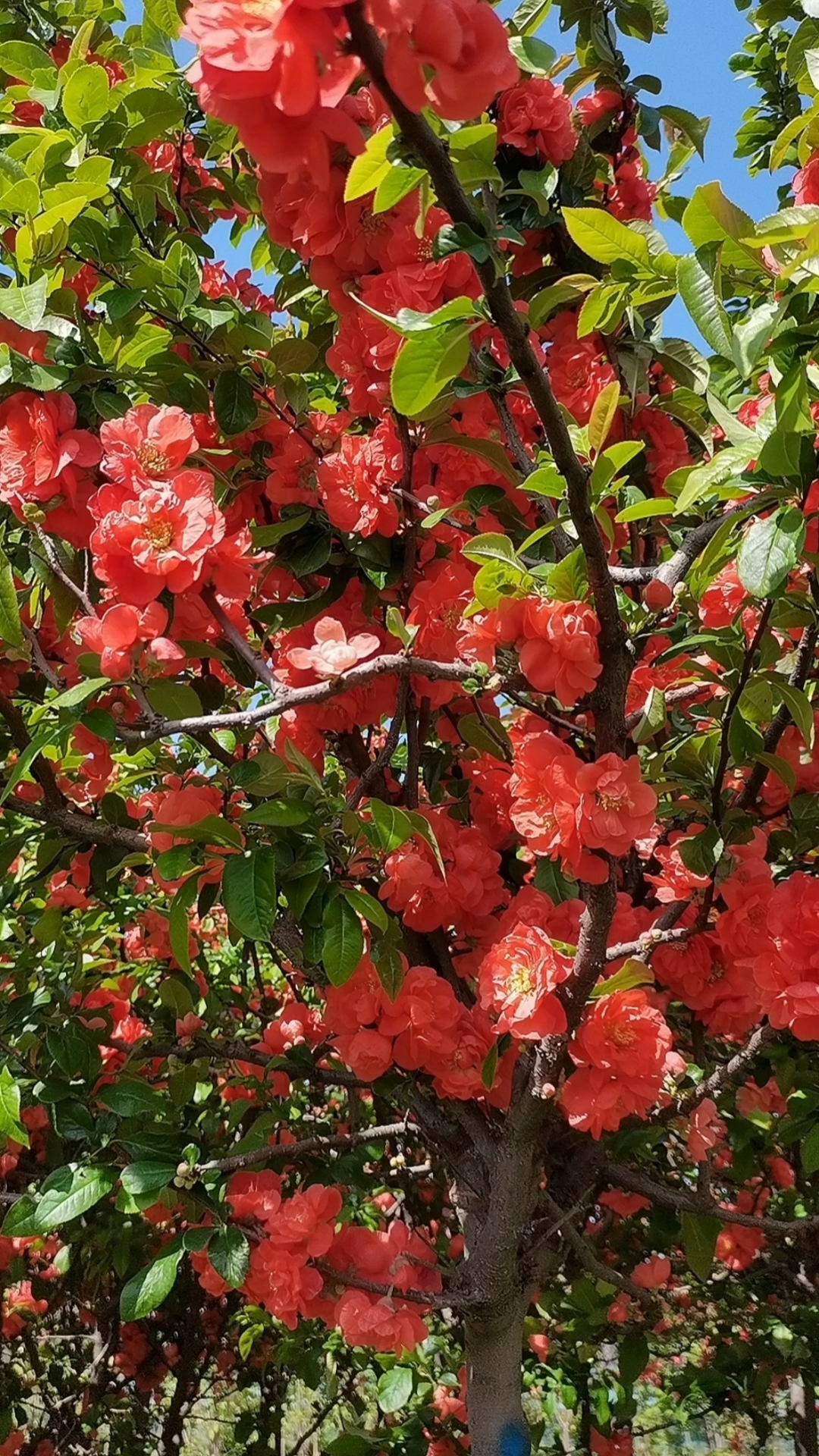 富贵王子海棠树,观赏美化环境-度小视