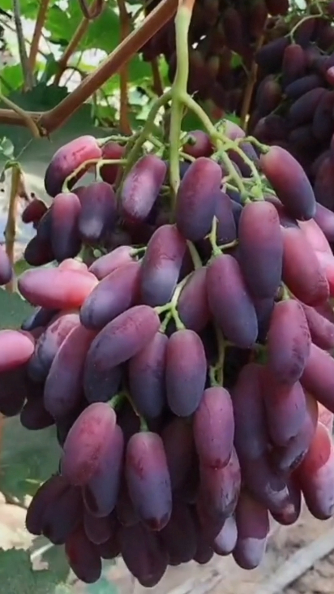 沙尔葡萄,适合南北大棚栽种-度小视