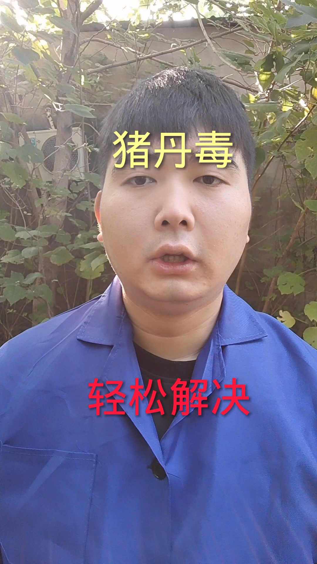 猪丹毒的治疗方法!