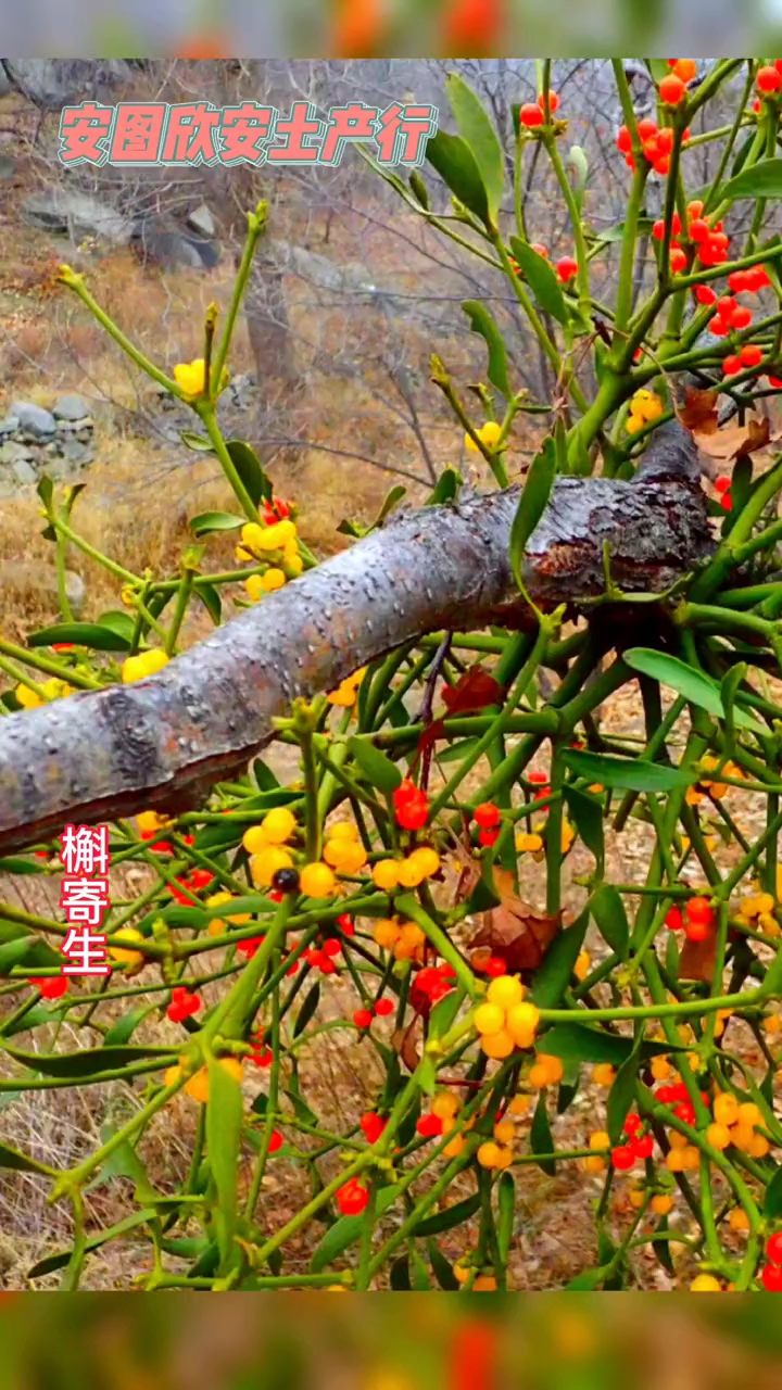 长白山特产系列,槲寄生(俗称冬青,冻青)