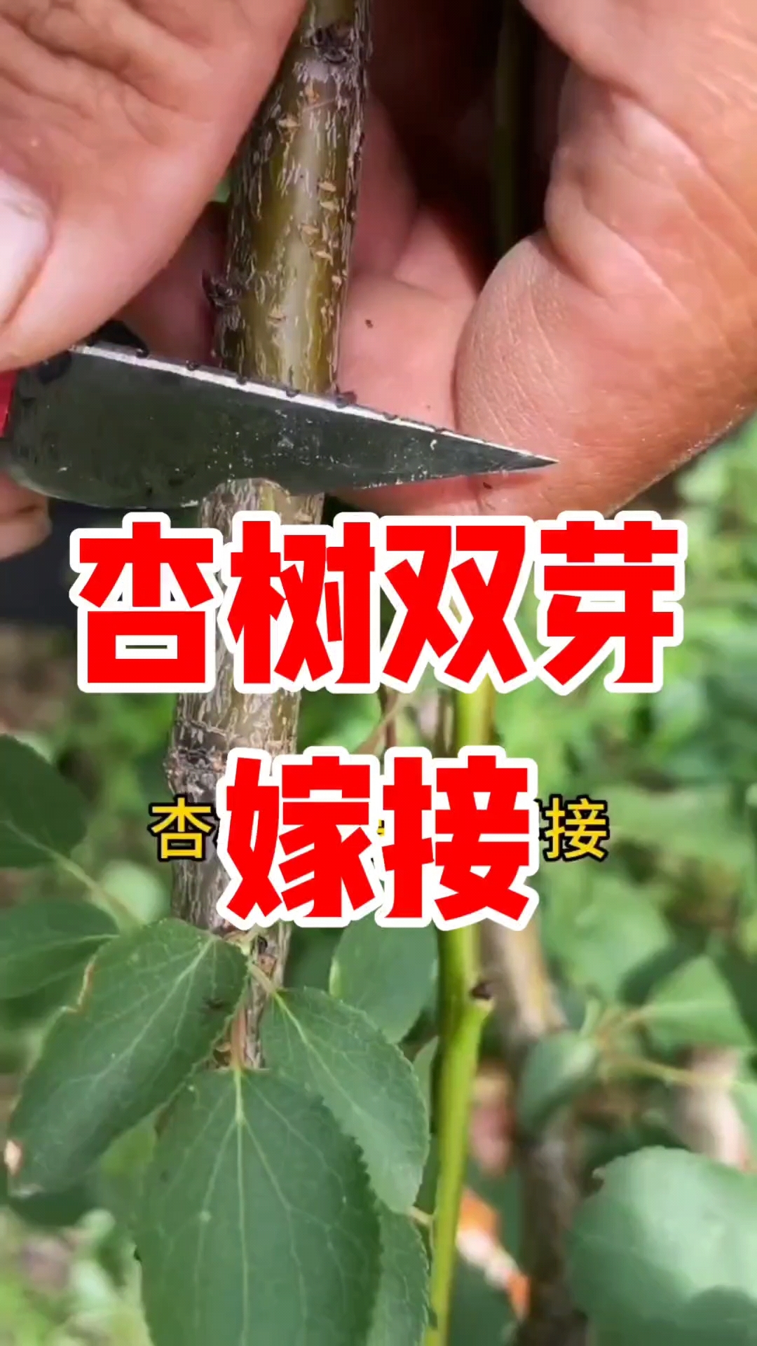 果树为什么要嫁接结的果实才大为什么在线