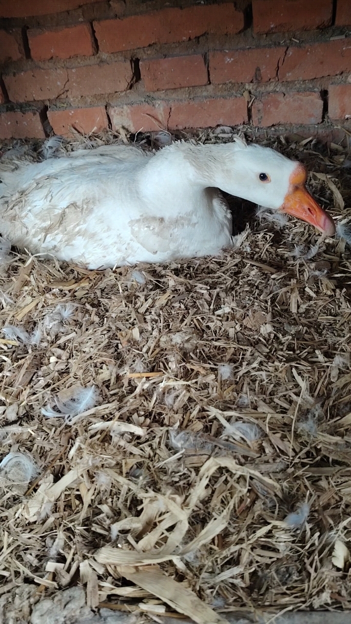 豁眼鹅来自山东的五龙鹅也叫巴拉眼鹅,特征是三角眼上眼皮有个豁