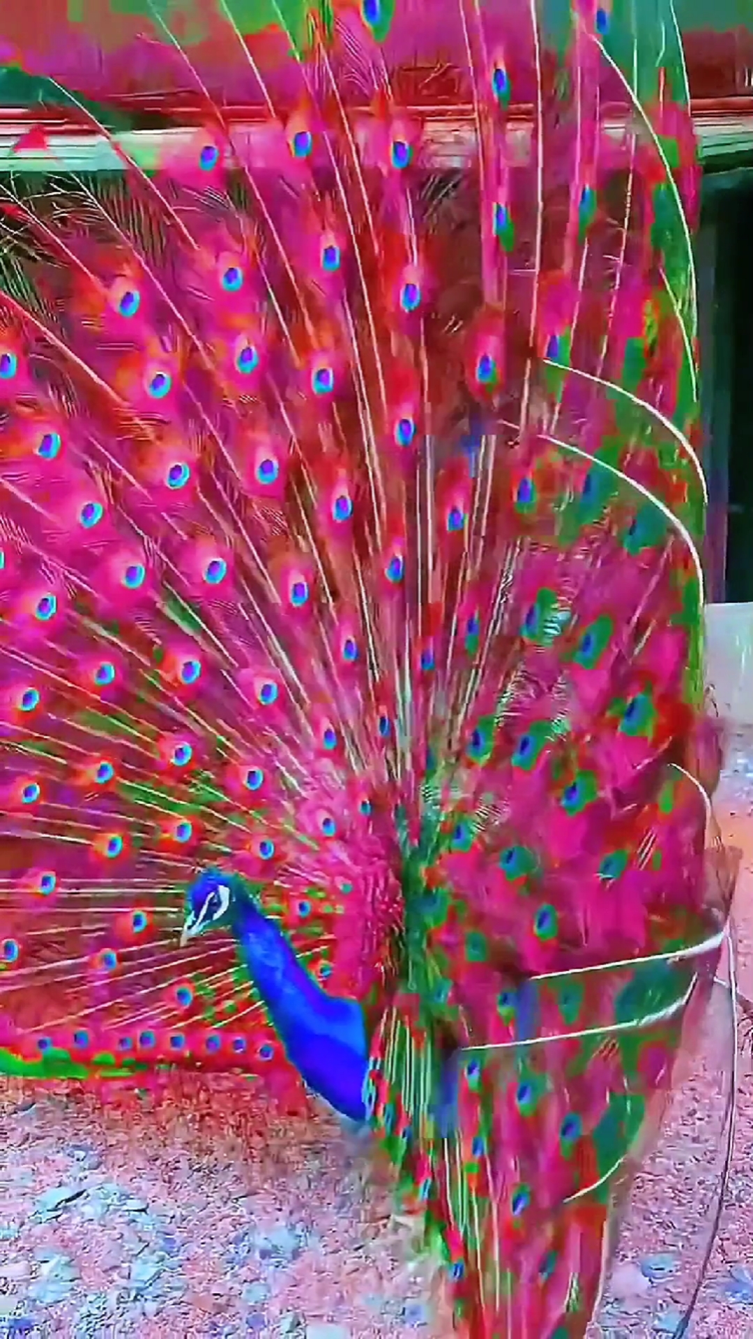 太漂亮了各种各样的孔雀开屏美景真养眼