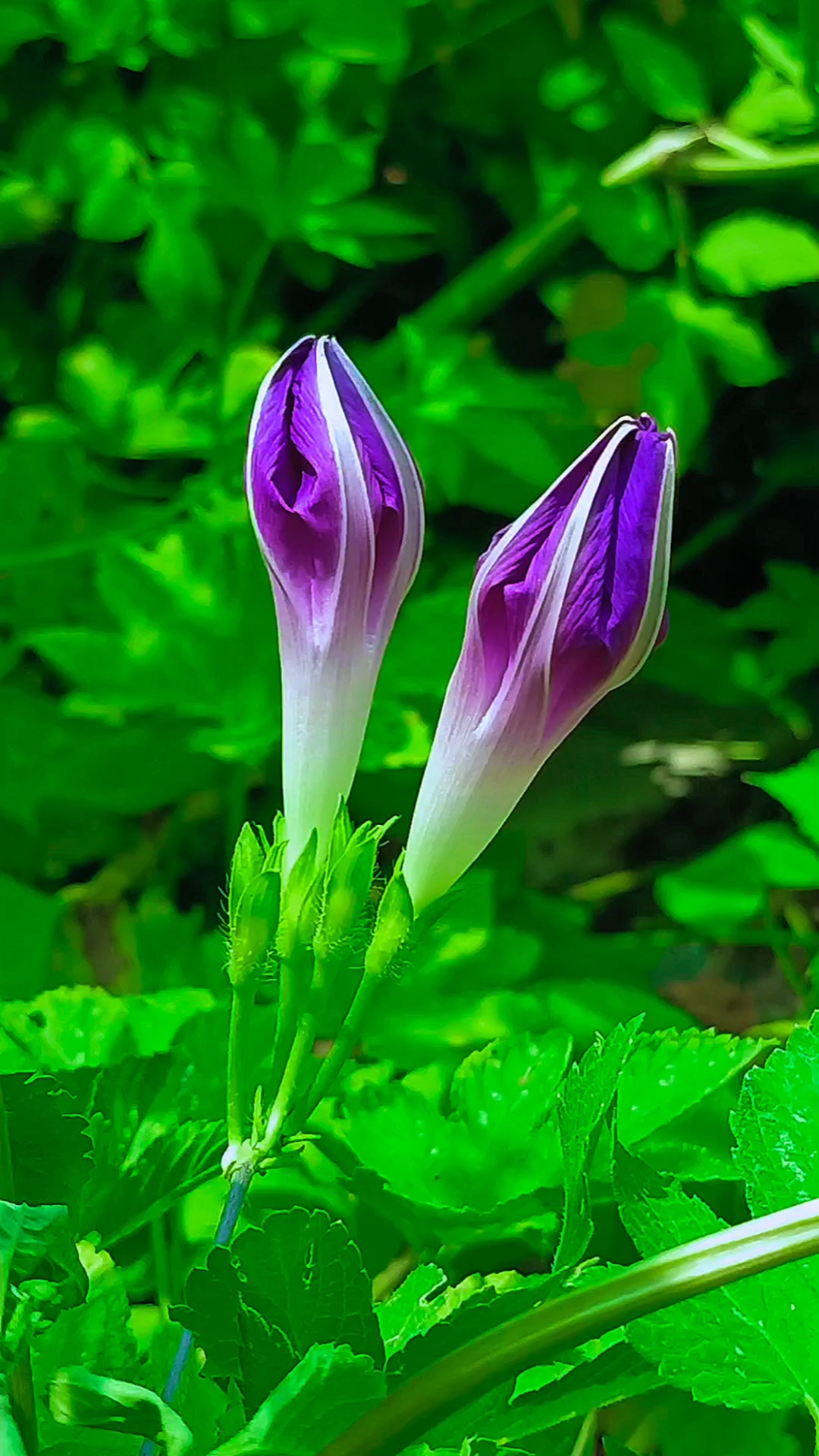 含苞待放的牵牛花,无人欣赏也要美丽绽放