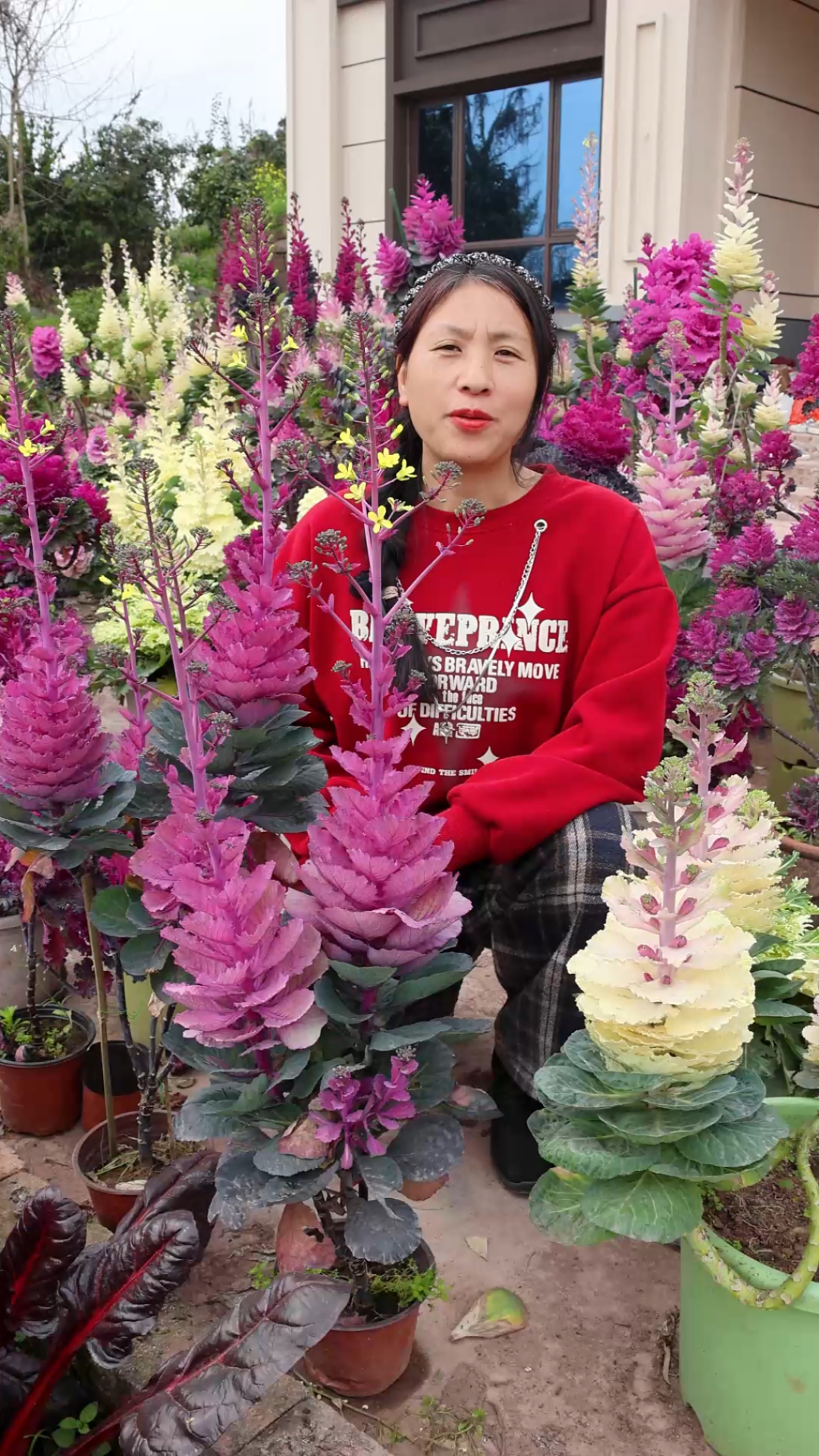 跨年的羽衣甘蓝春天会抽苔开花,想要养成老桩就要给它打顶