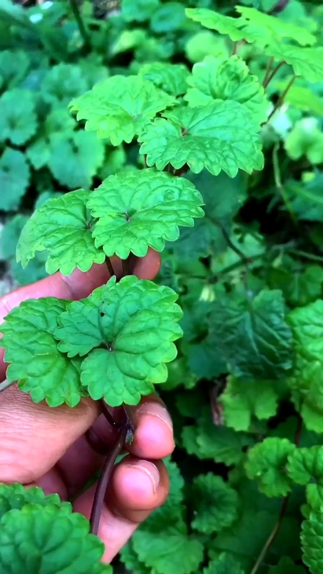 透骨消,又叫十八缺,叶子上有十八个缺口,据说石头都能溶的了-度小视