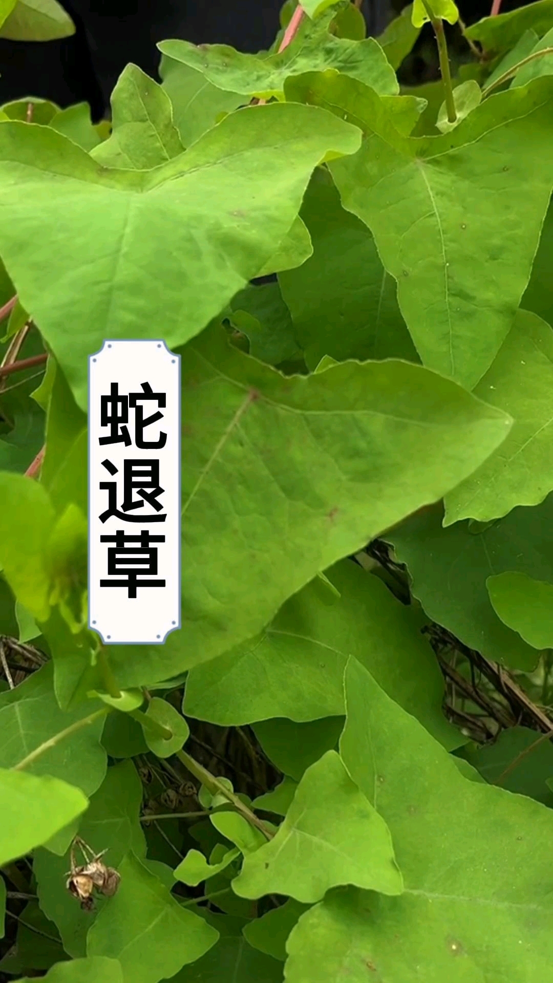 蛇退草全株长有倒钩刺,蛇遇到会倒退逃跑,农村人常把它采收回家