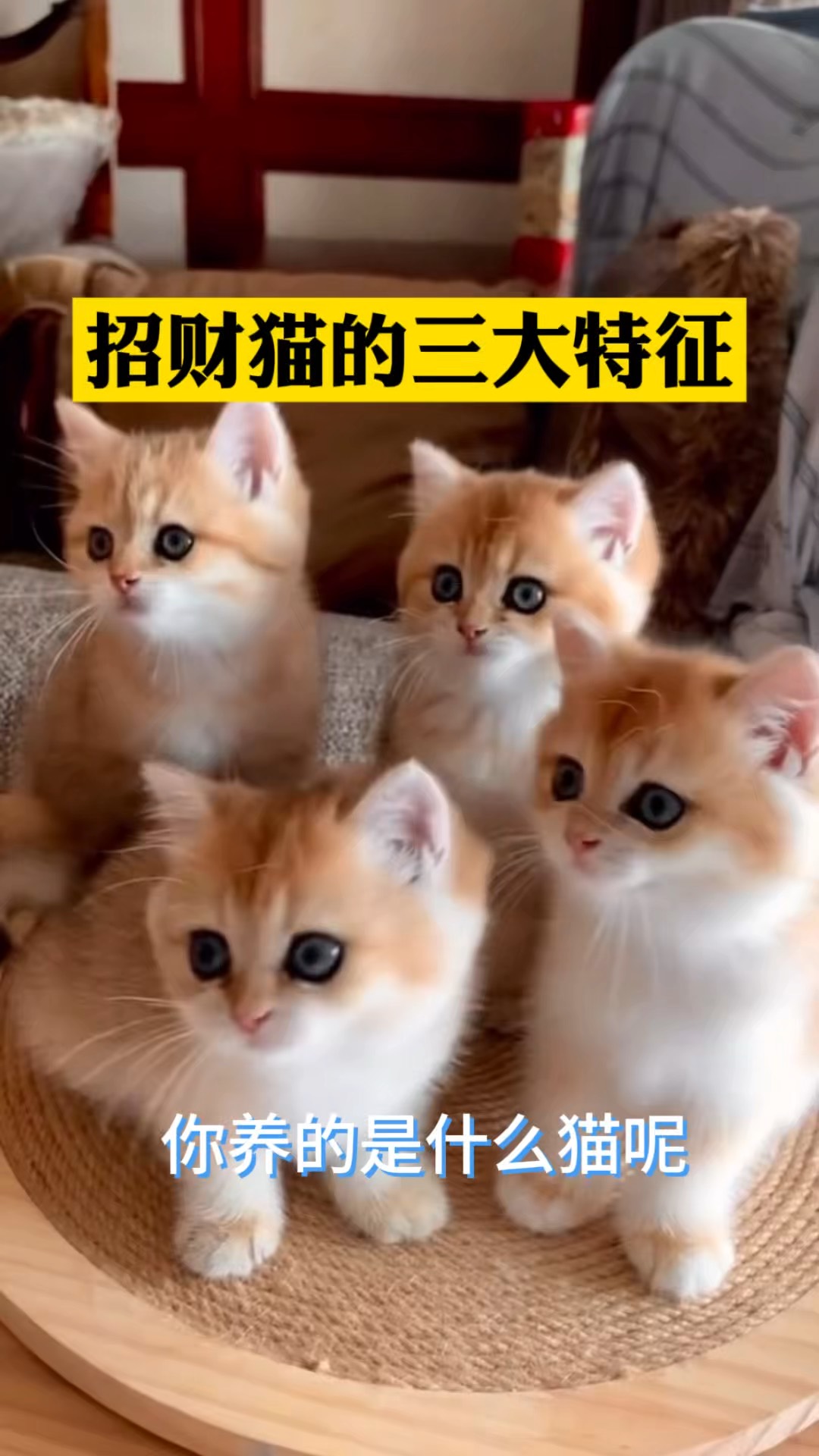 招财猫的三大特征