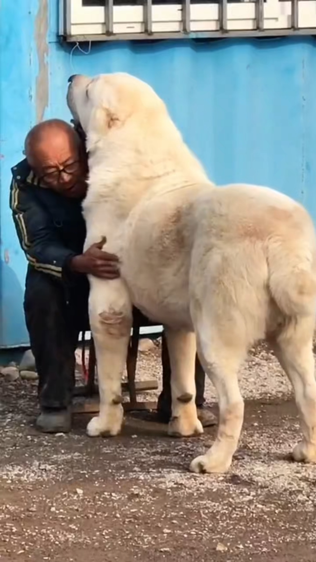 大型猛犬中亚幼犬看家护院