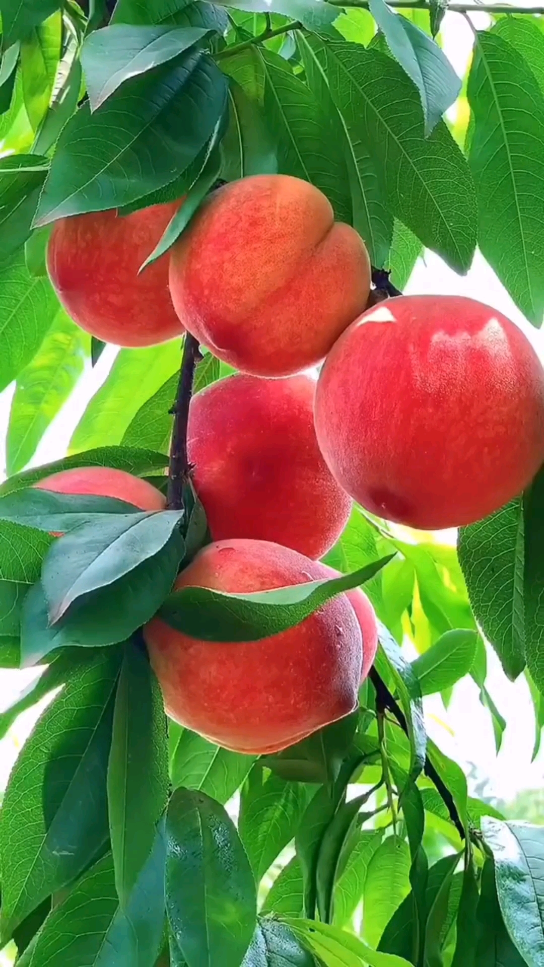 桃子的季节到了,过来吃吧