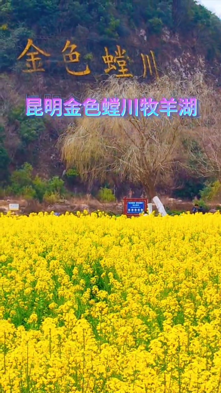 昆明安宁金色螳川牧羊湖,油菜花金黄一片,柳树垂下万丝绦