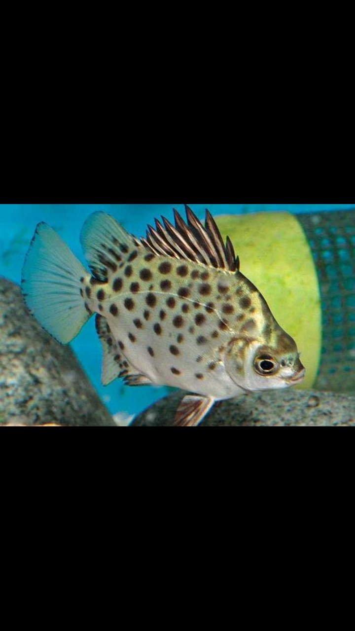 海钓金鼓鱼的最佳方法