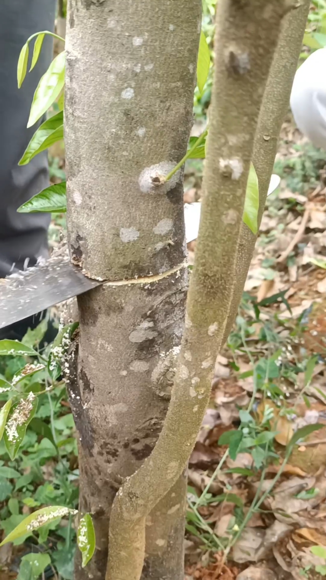 这是种植五年的奇楠香树,今天开采收割,结香油脂非常漂亮-度小视