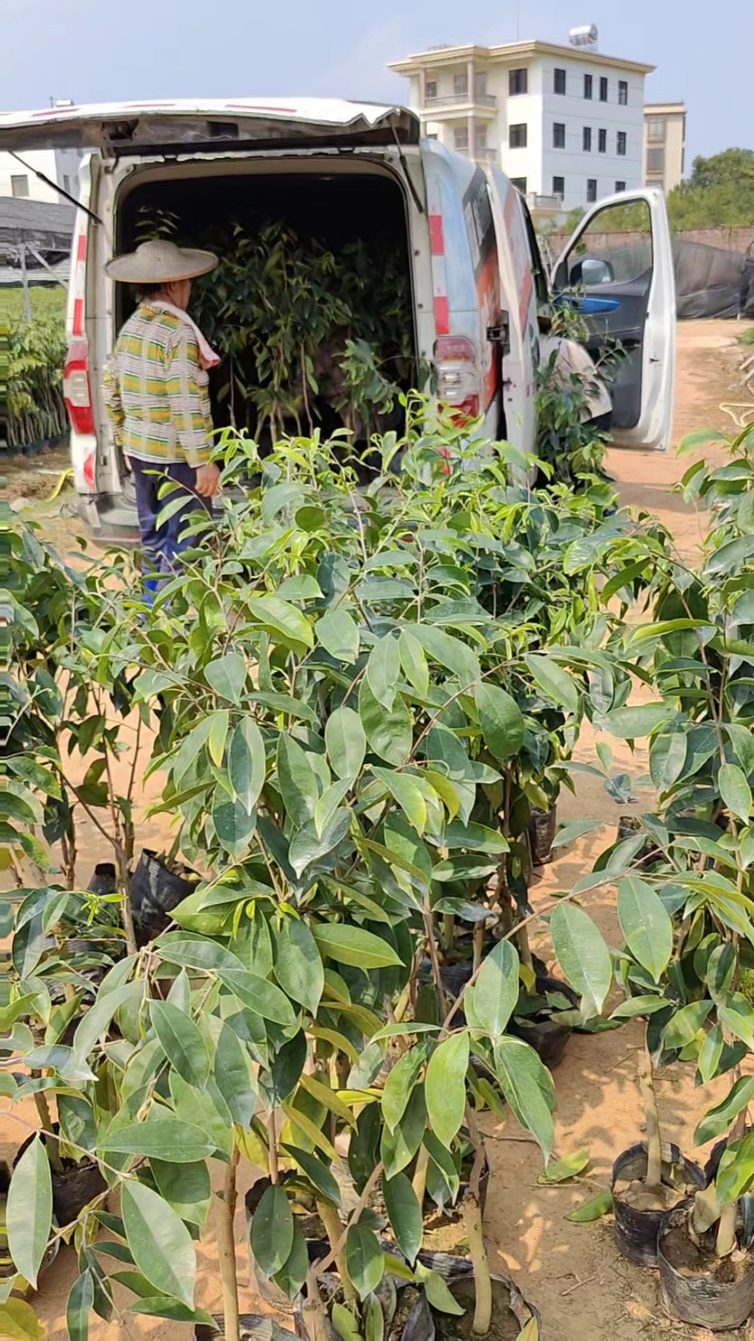 纯正奇楠母树嫁接优质苗,730棵装车直发广西