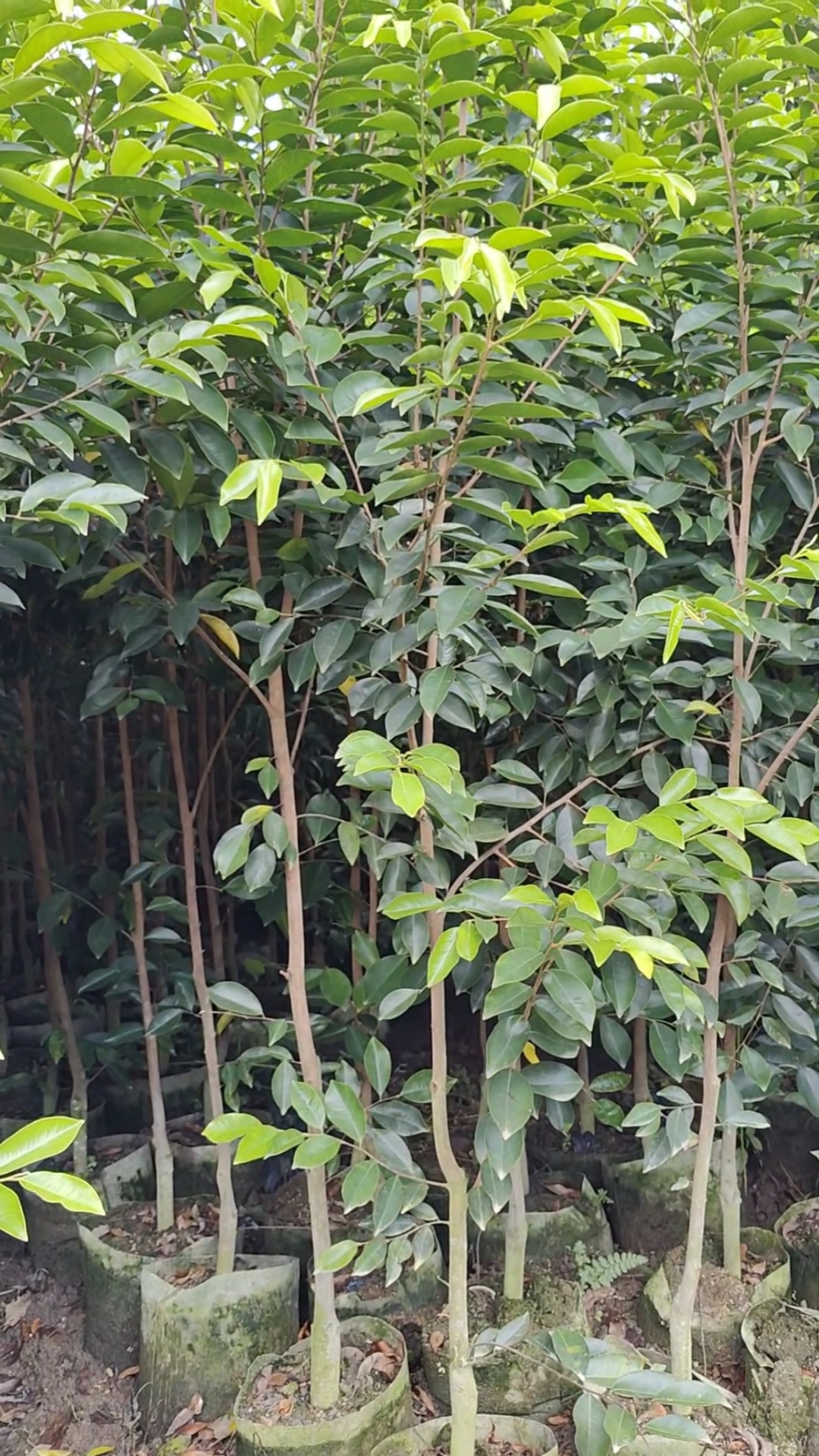 专业培育野生基因奇楠沉香苗,绿奇楠品种,适合南北方地区种植