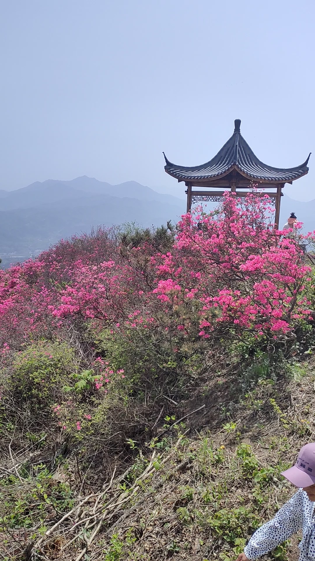 抗日故地开满映山红,峥嵘岁月是红军从此过,和平年代游客来