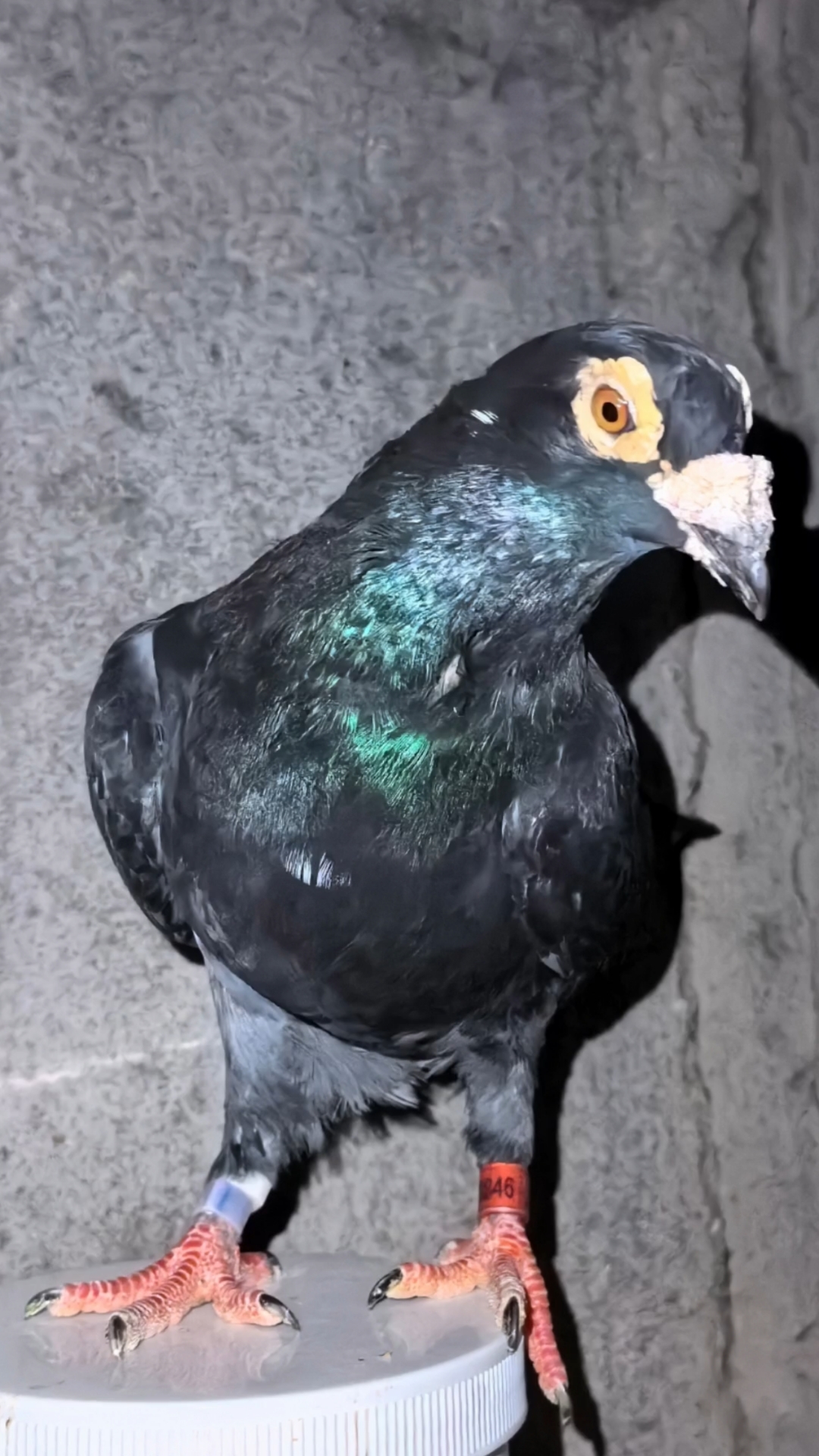 国血超远程赛鸽育种