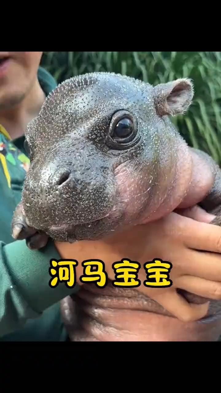 这是河马妈妈刚生下的小河马,小家伙从一出生就自带腮红和双眼皮