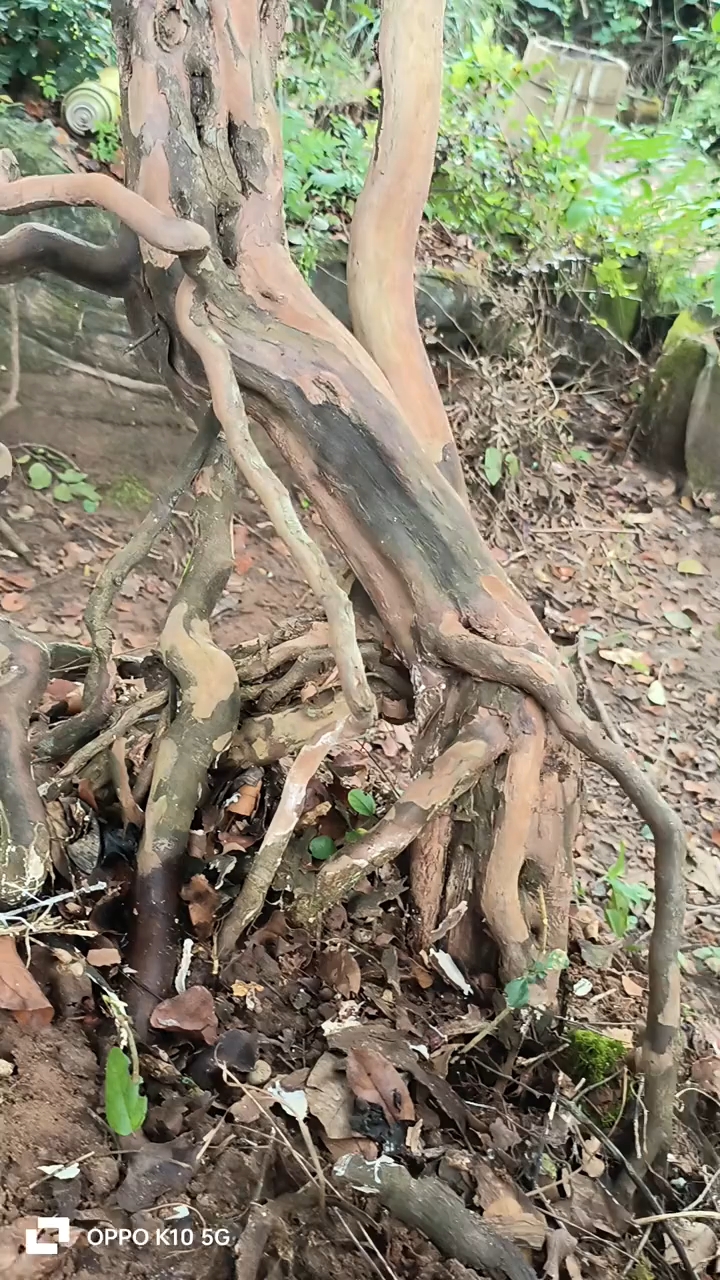 提根雀梅盆景素材