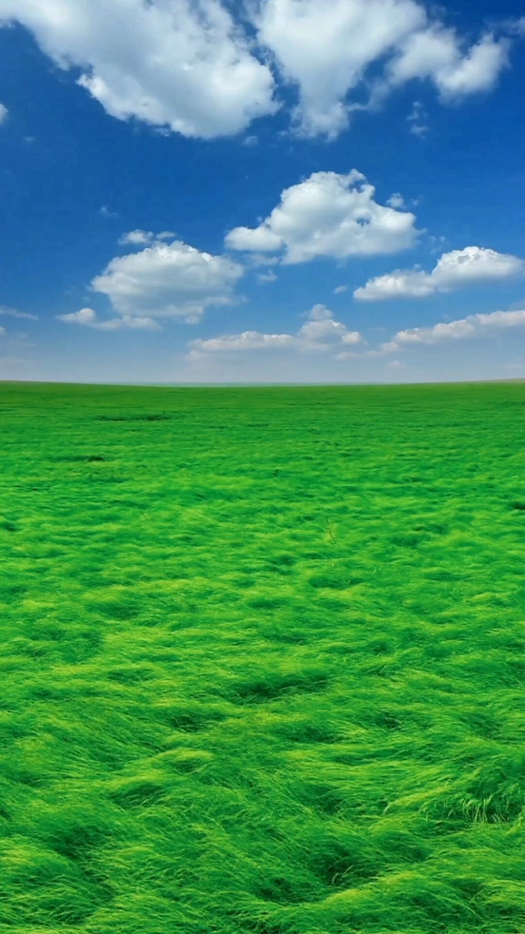 到了鄱阳湖才知道,原来"大海"可以是绿色的,风也是有形状的.