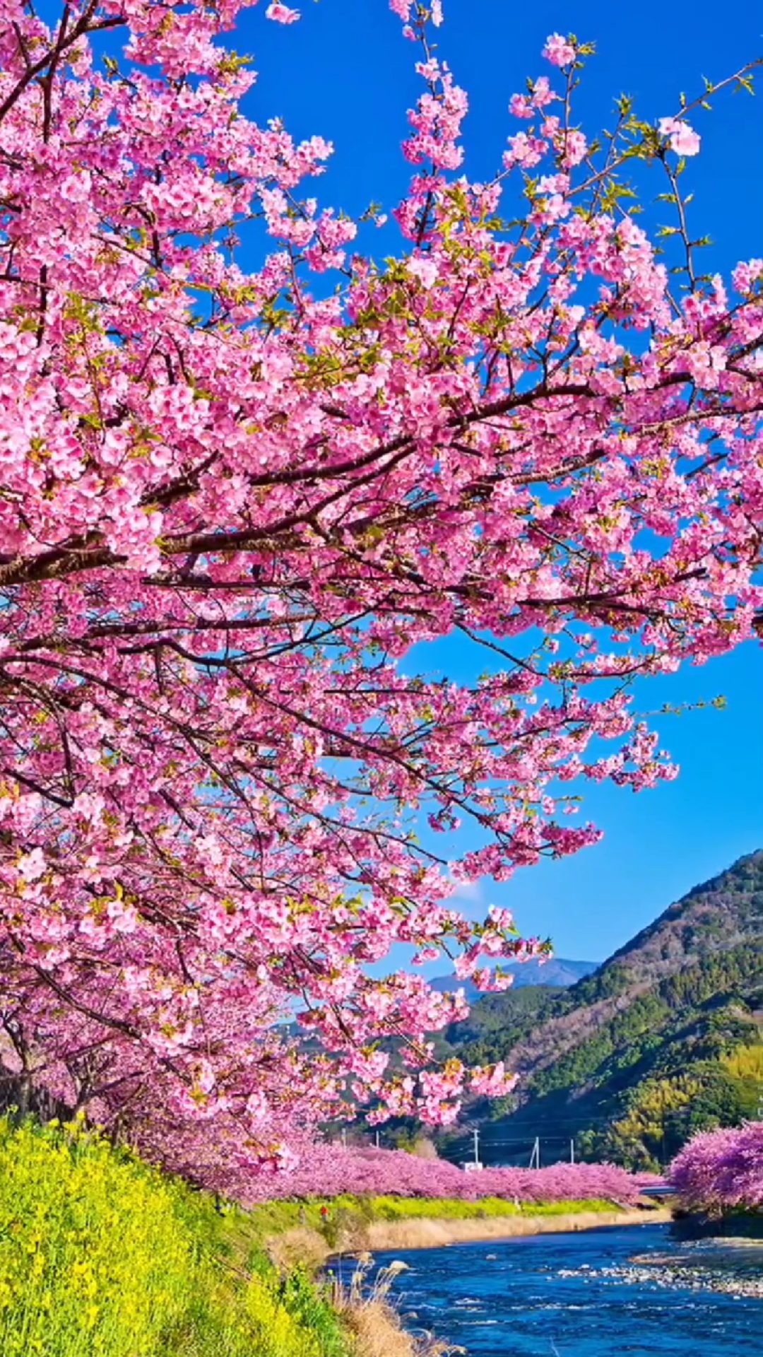 阳春三月春光明媚桃红柳绿百花盛开