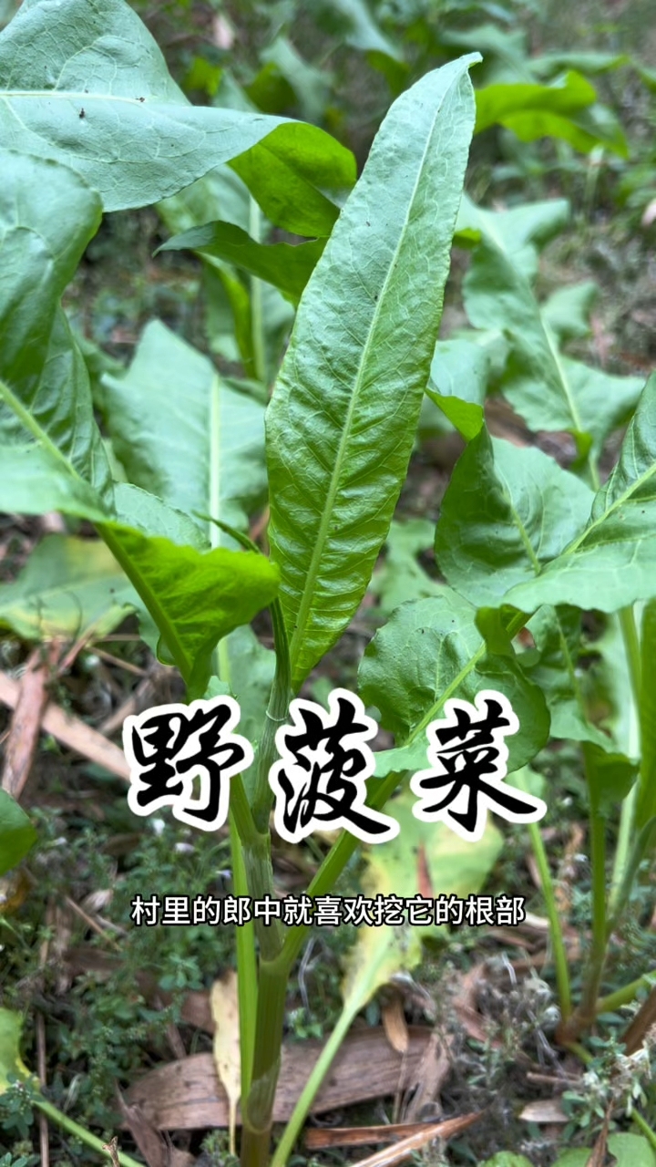 野菠菜又叫土大黄,金不换
