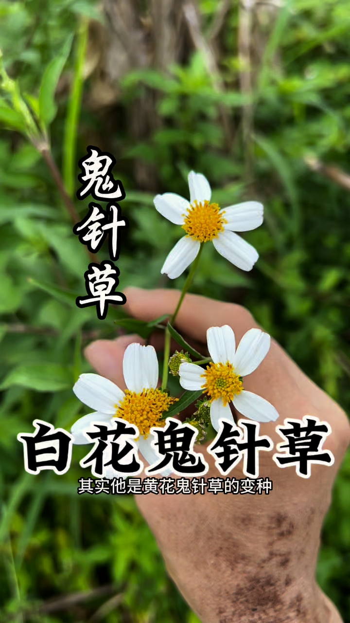 白花鬼针草