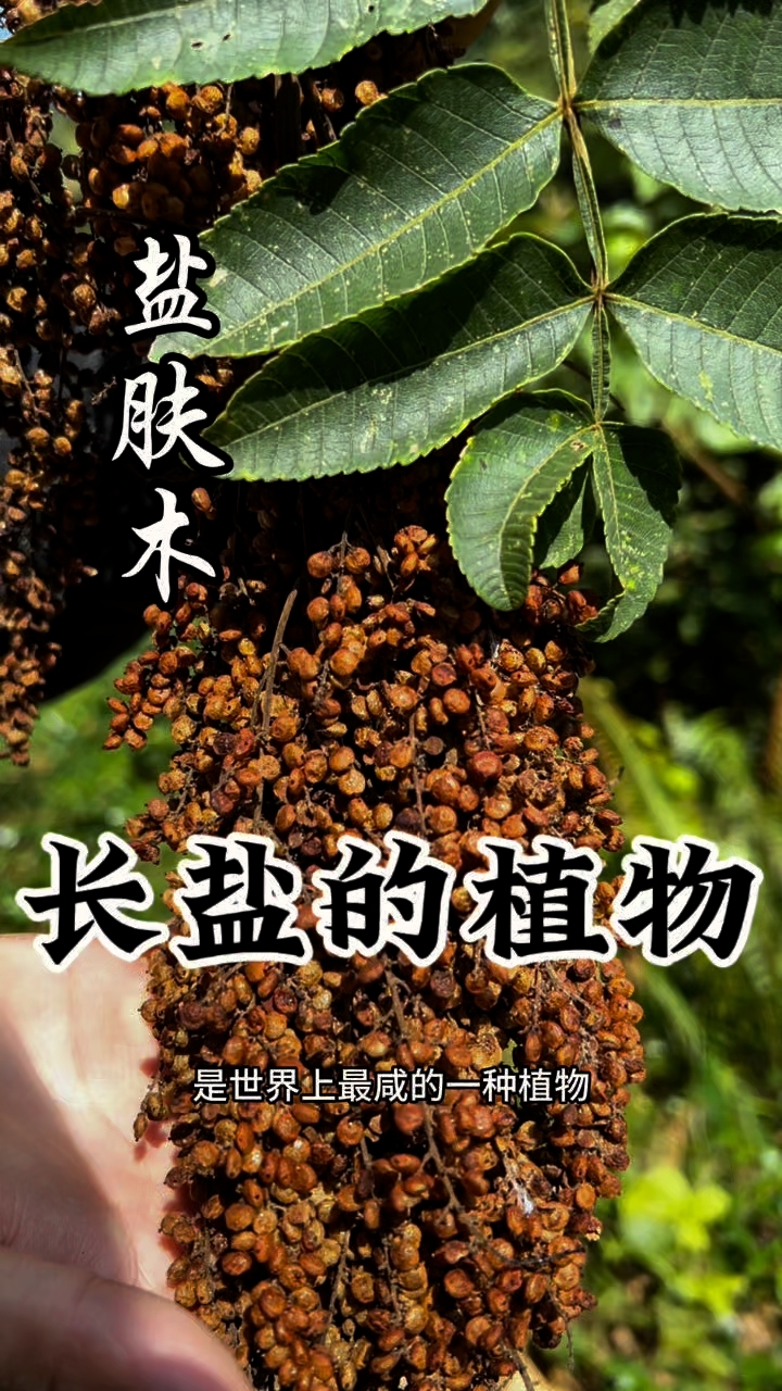 会长盐的树你见过吗?