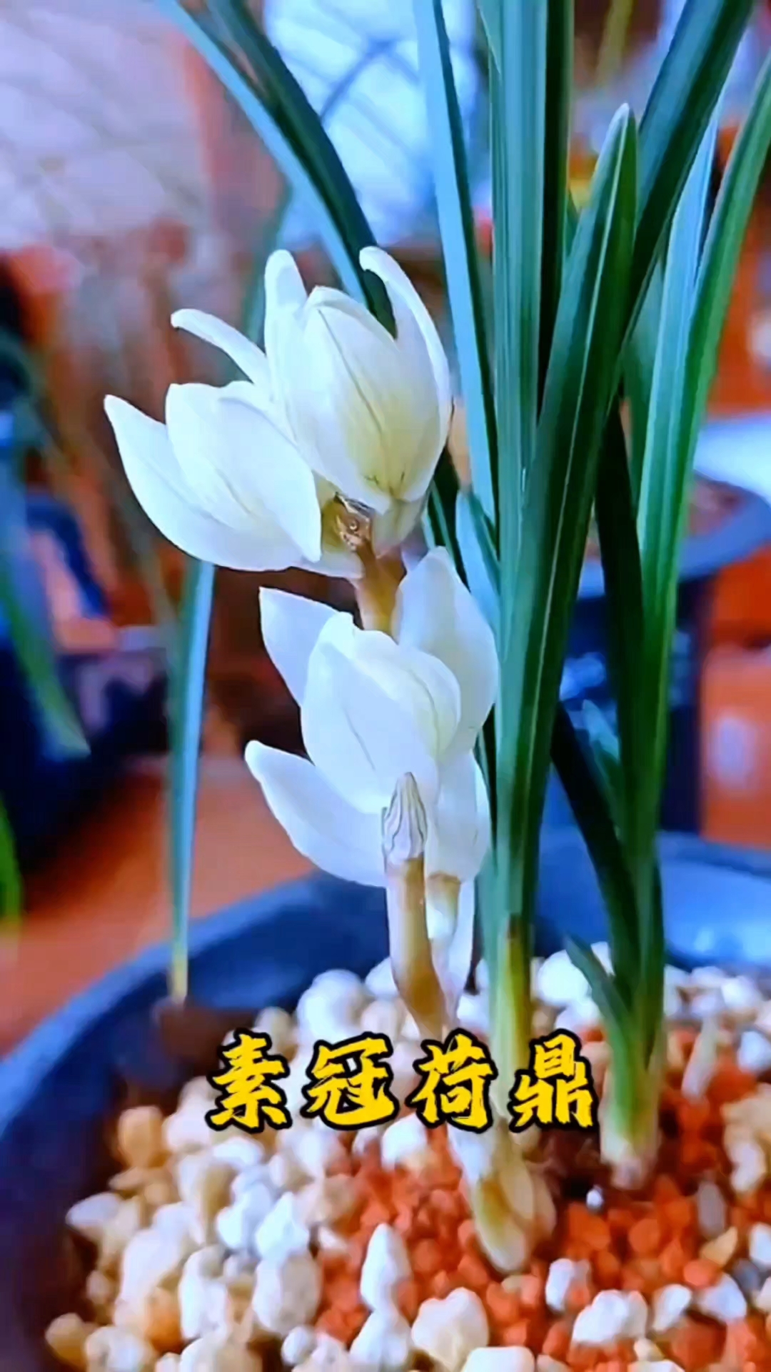 素冠荷鼎,莲瓣兰顶级珍品,集**荷瓣,素心,矮种叶型**三大