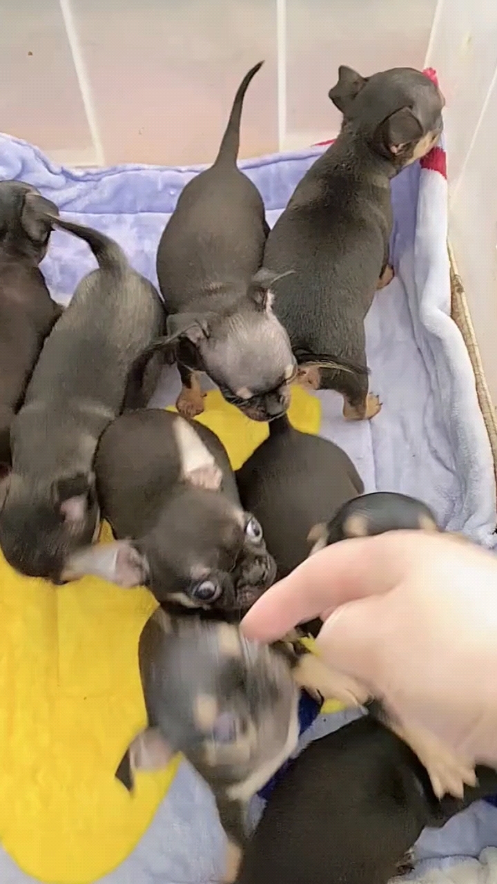 吉娃娃,小型犬,小鹿犬