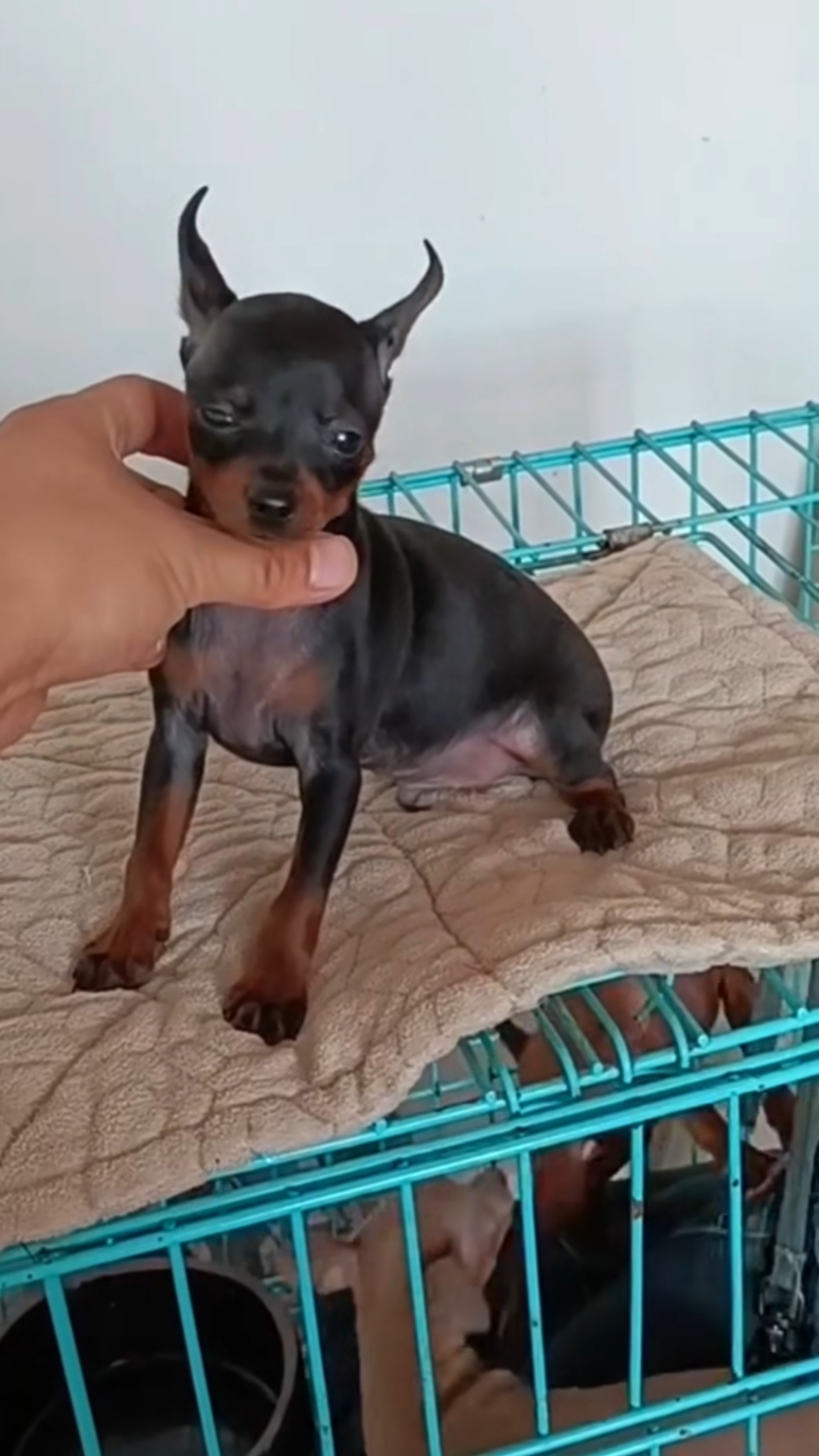 鹿犬,小鹿犬,小体小鹿犬