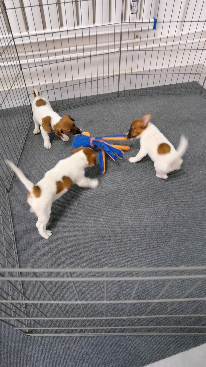 山东淄博杰克罗素梗犬舍,自己犬舍繁育的纯种杰克罗素梗