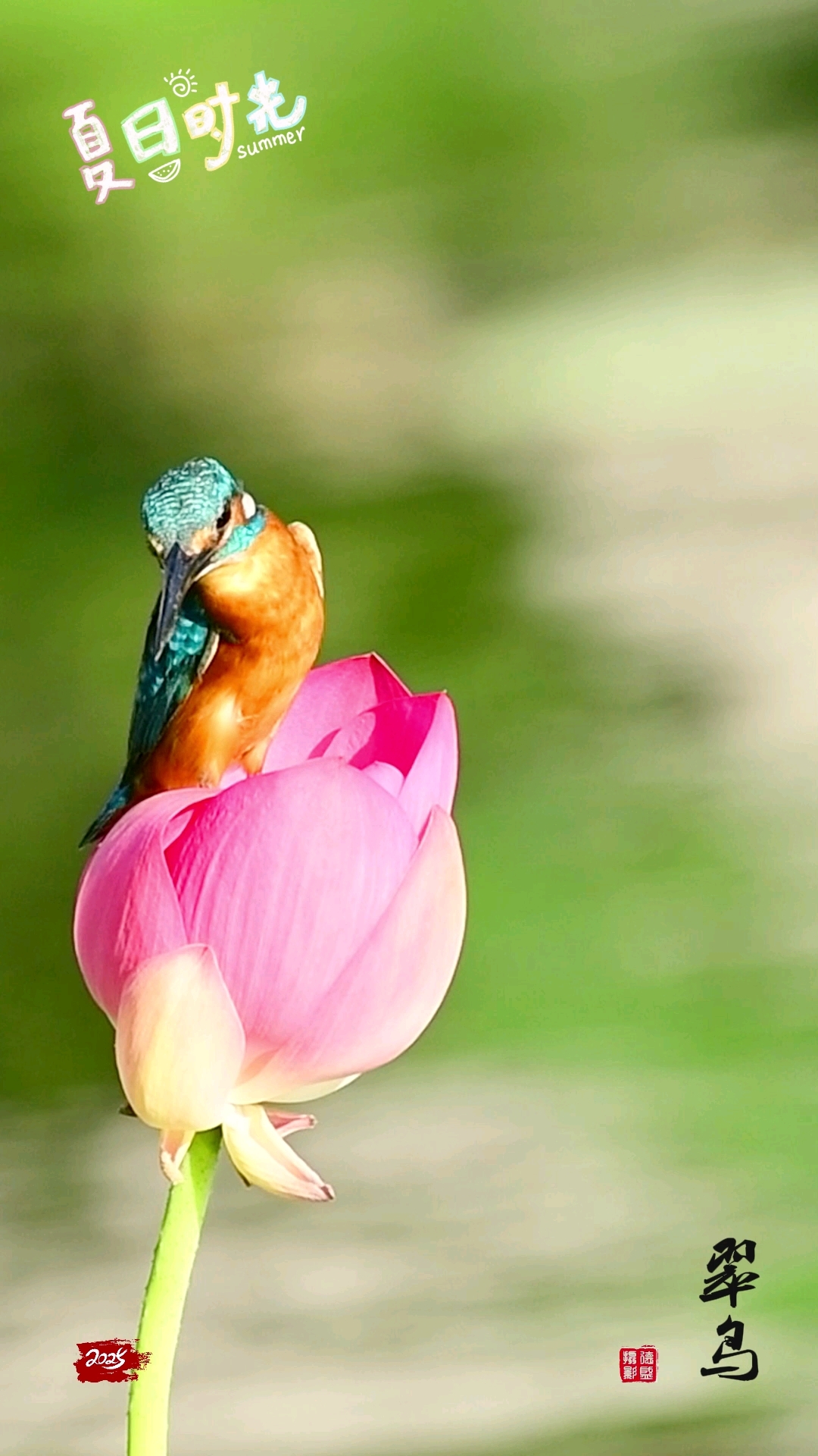 翠鸟立荷花,荷香润羽翎