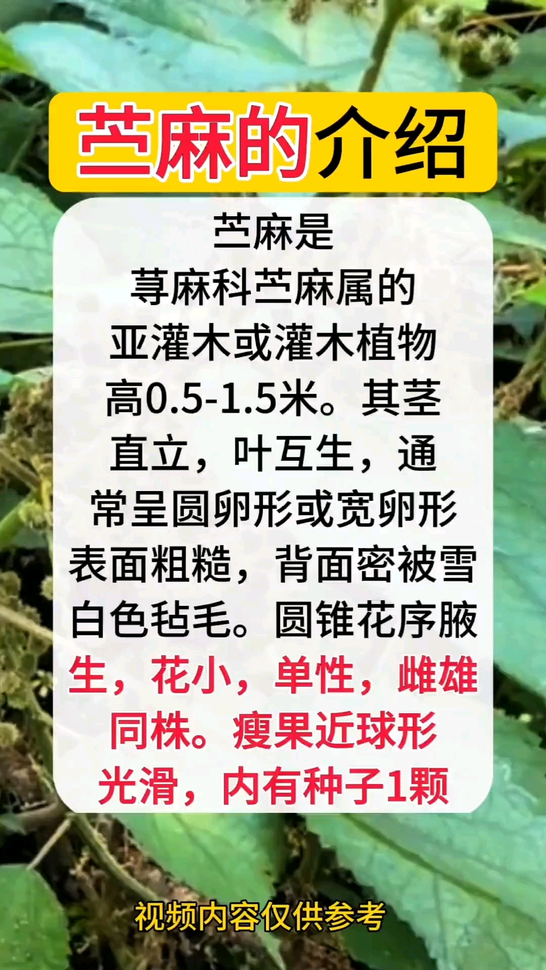 苎麻的介绍