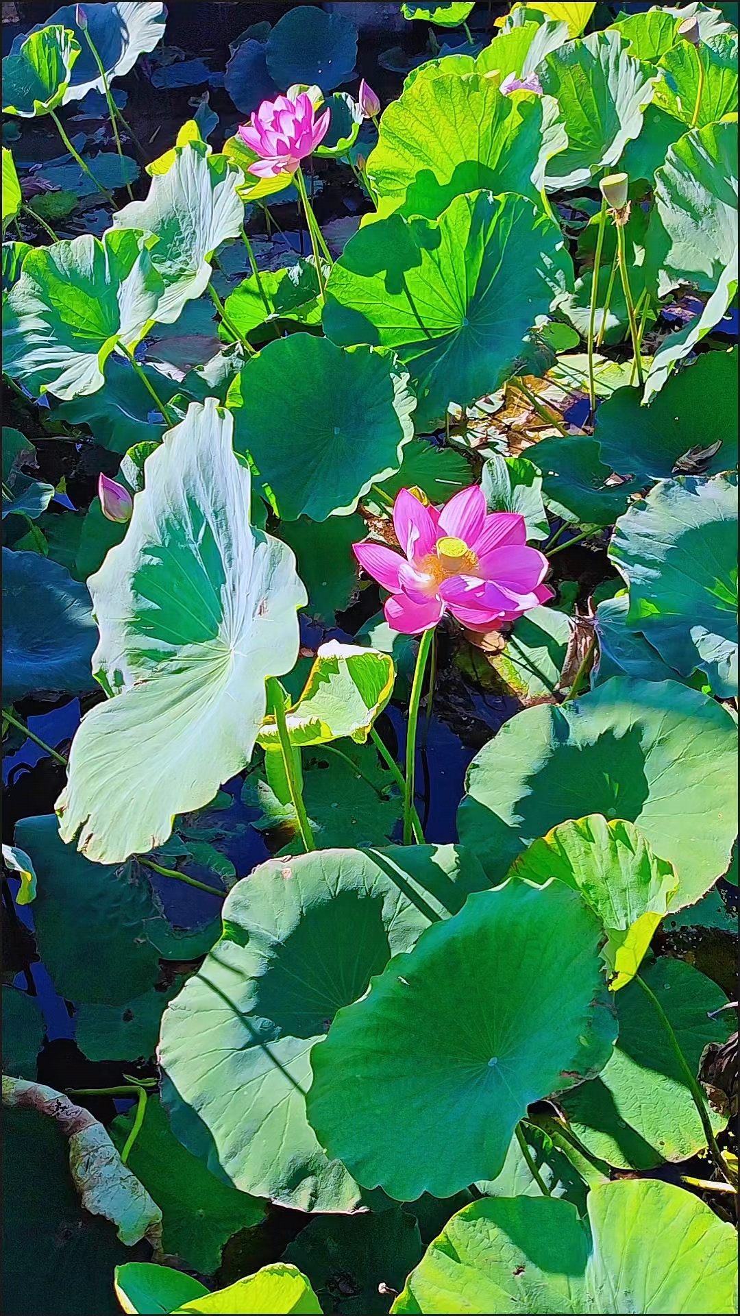 阳光照射荷花图片图片