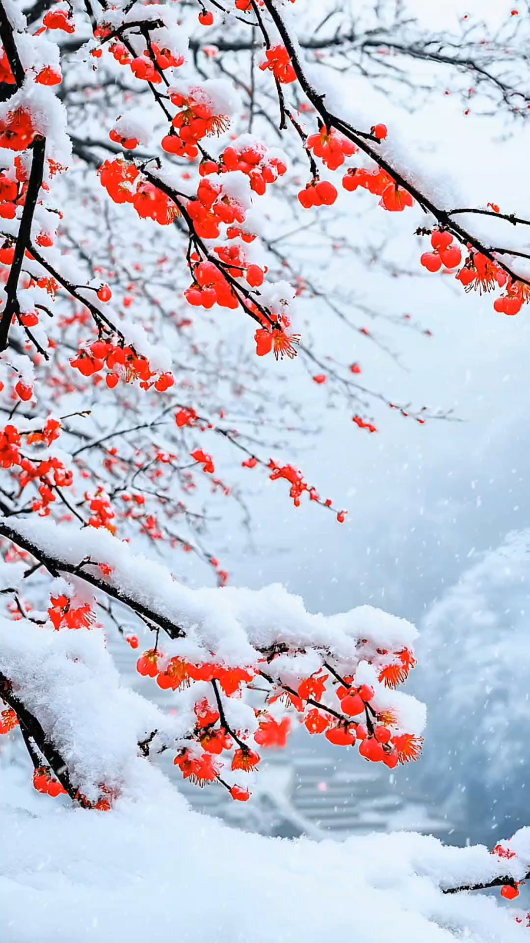 公主们快看,美丽雪景肯定是要分享给你!