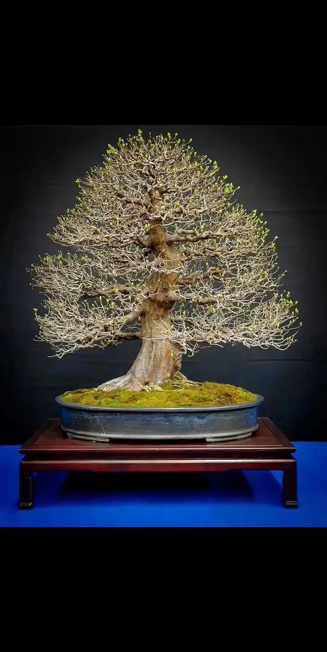 精品盆景!请您鉴赏!