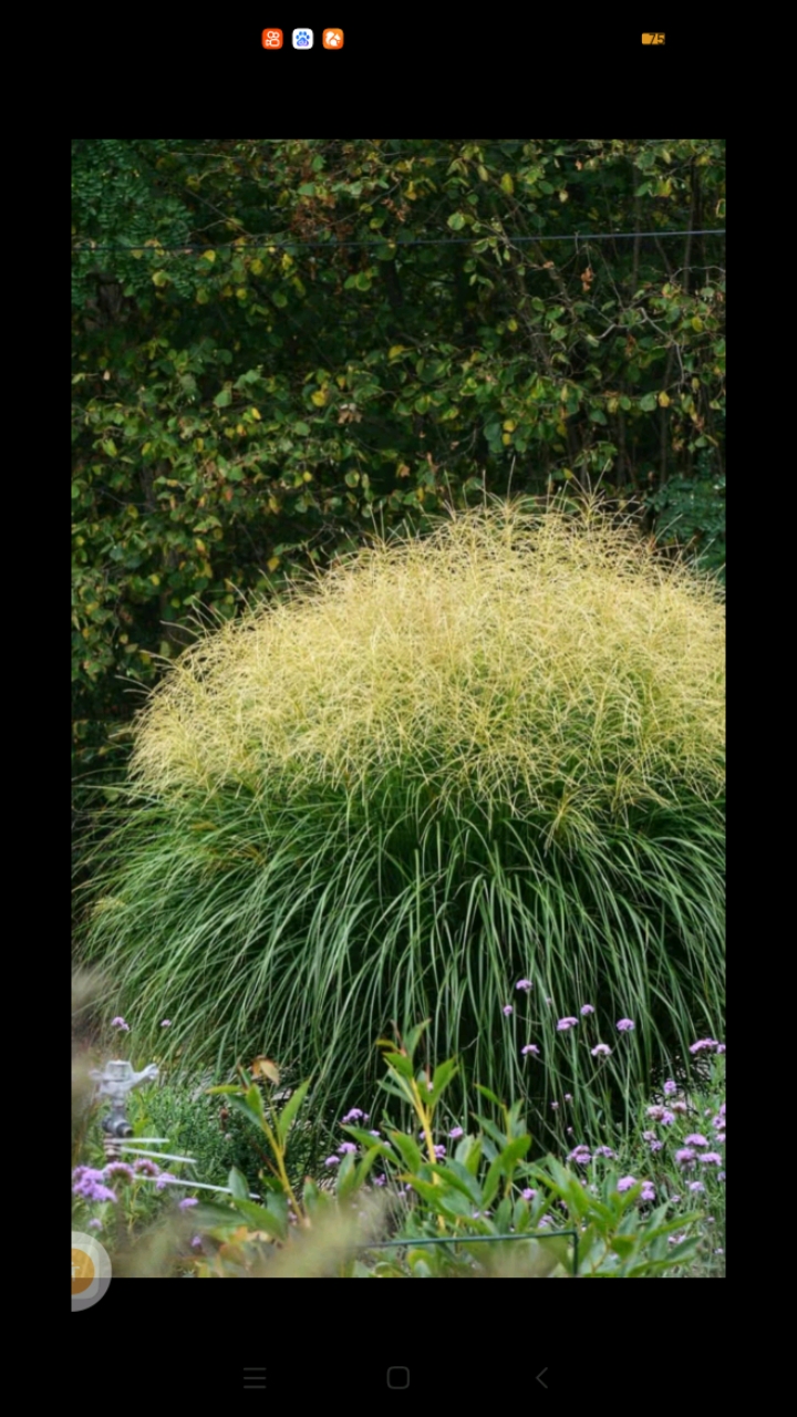 芒草是什么植物芒草是禾本科芒属的多年生高大草本植物