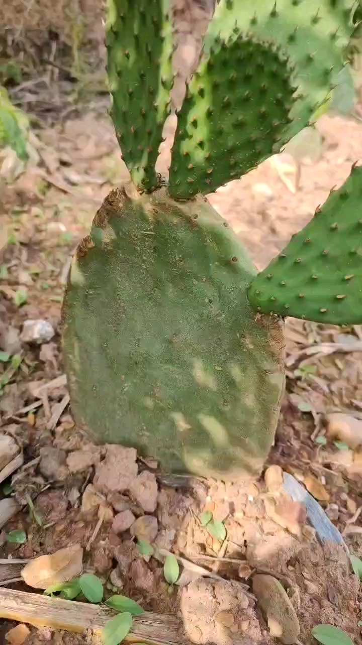 可以食用的仙人掌种植