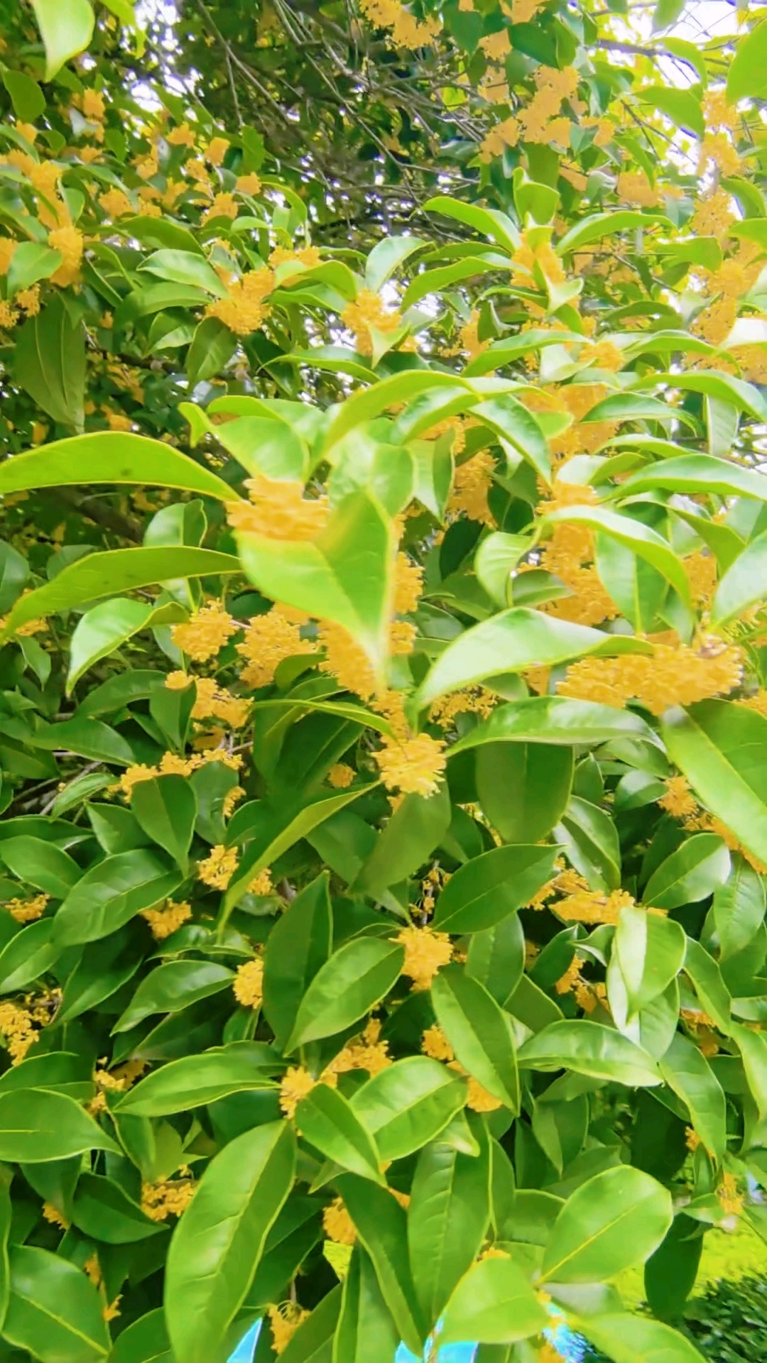 八月桂花遍地香,思念的人儿在远方