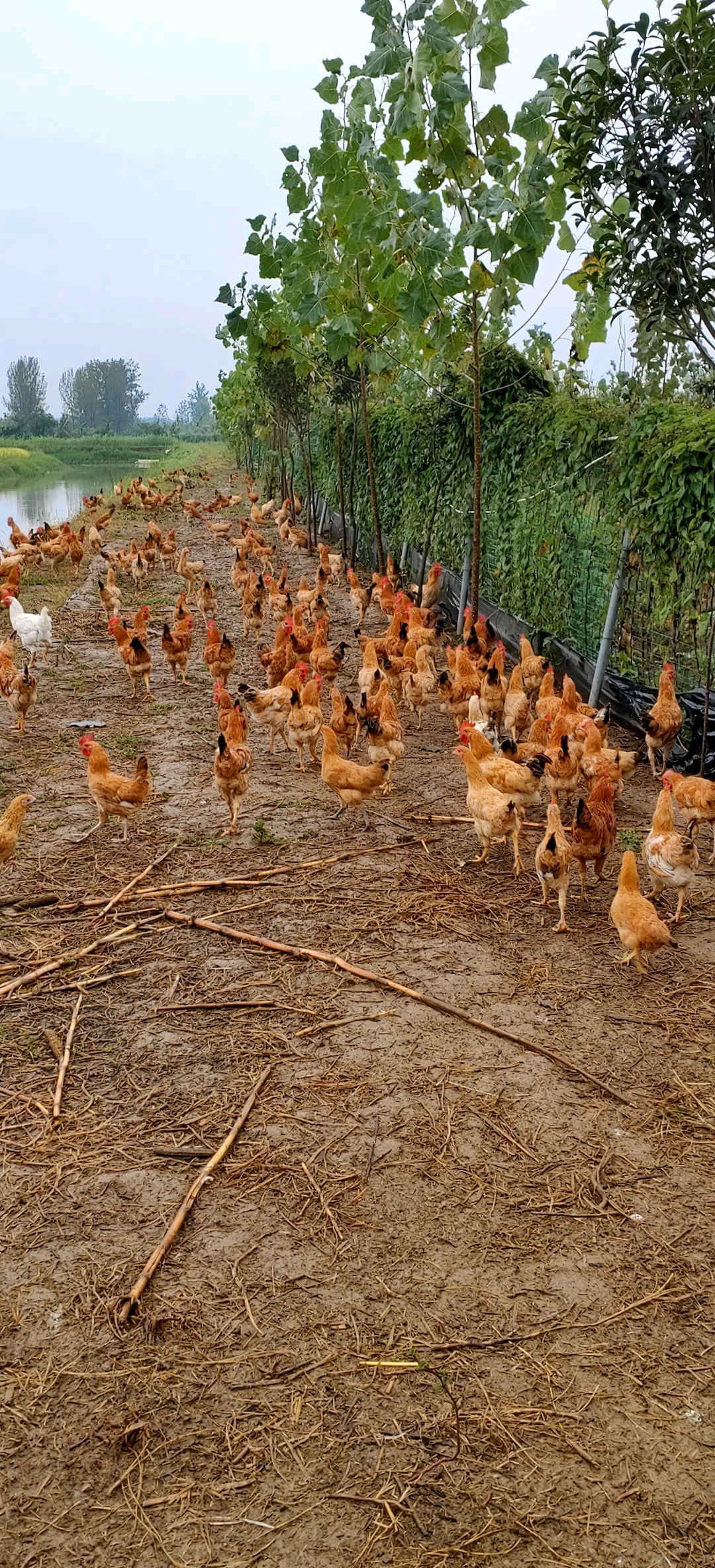 农村散养土鸡,真正的跑养土鸡
